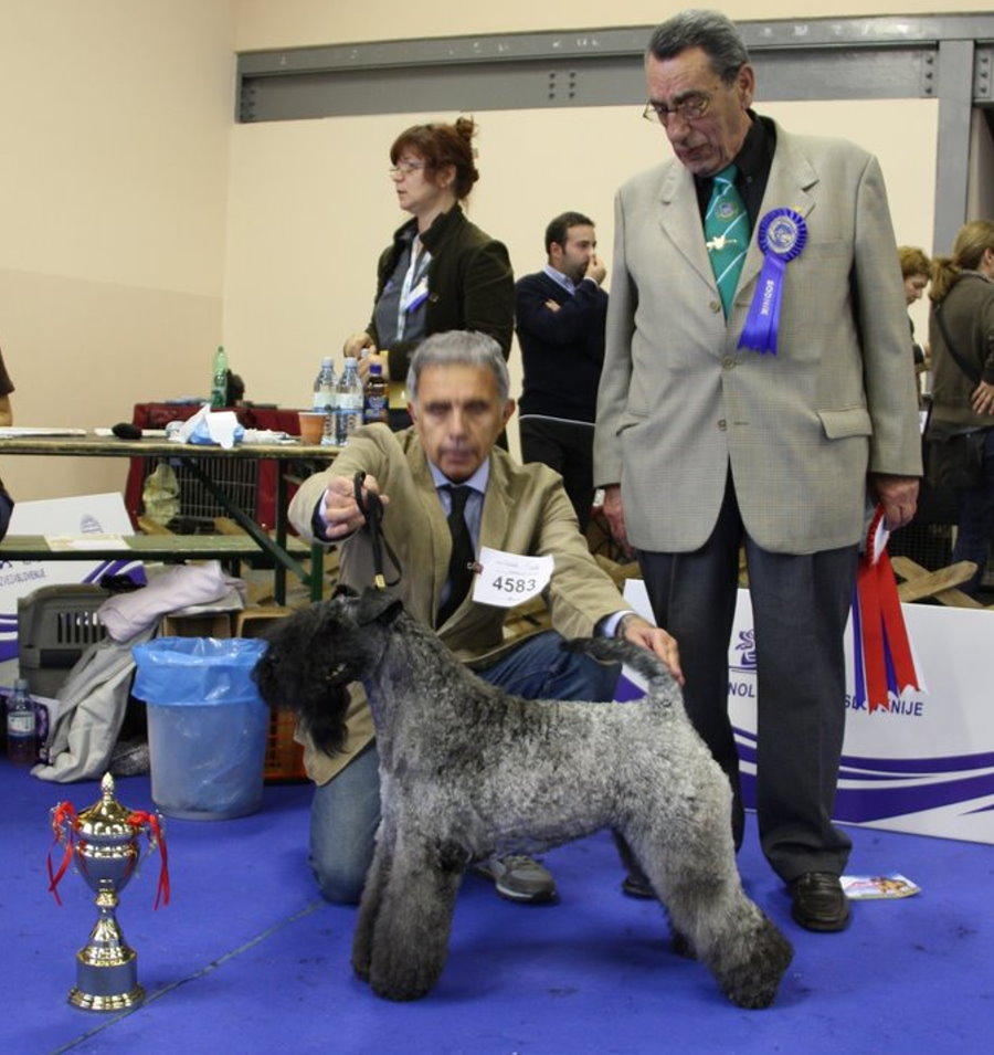 Kerry Blue Terrier Kennels @ Loukerry.de